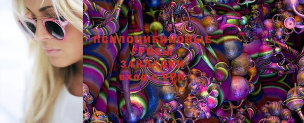 индика Аркадак